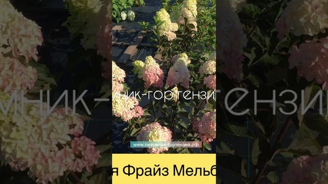 Крупномеры Гортензия Фрайз Мельба (Fraise Melba) метельчатая. "Французская ЗВЕЗДА" смотреть онлайн
