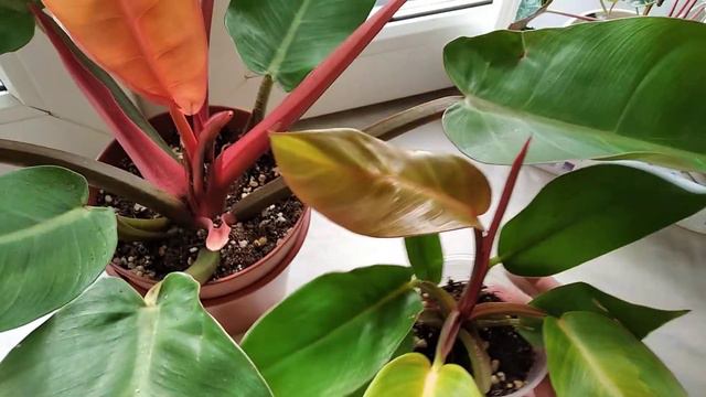 Филодендрон Принц оф Оранж. смотреть онлайн