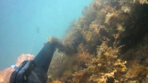 Подводная охота в черном море. Геленджик. Охота на кефаль.