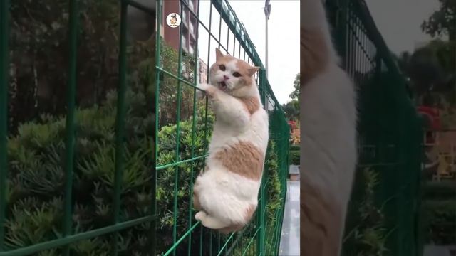 Самые смешные кошки и собаки 😂 Смешные видео с животными 2023 #3 смотреть онлайн