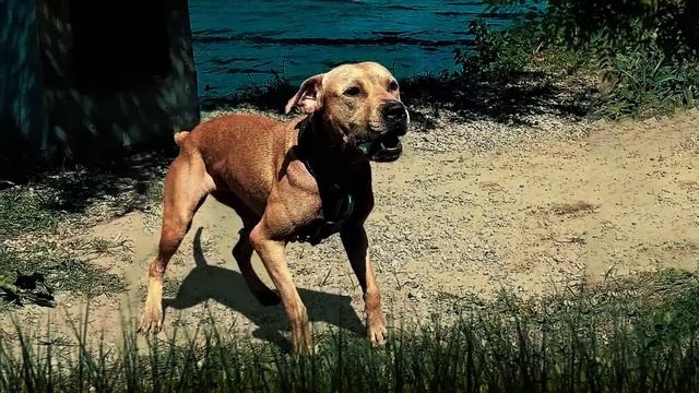 PITBULL PRIDE - *GLORY OR DEATH* смотреть онлайн