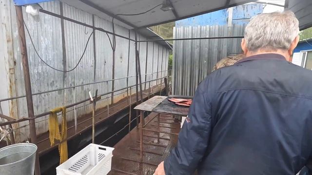 Саянская форель - Рыбное хозяйство, Форелевое хозяйство находится на реке Енисей, возле Майнской ГЭ смотреть онлайн