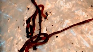 ПАН62 Разведение лучших червей для Биогумуса и рыбалки. Черви для биогумуса. Черви для рыбалки