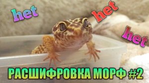 РАСШИФРОВКА МОРФ ЭУБЛЕФАРОВ #2 / ГЕНЕТИКА / СОКРАЩЕННЫЕ НАЗВАНИЯ РАЗНЫХ МОРФ