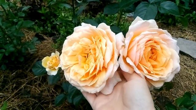 Роза Шерлок Холмс, St Richard of Chichester. смотреть онлайн