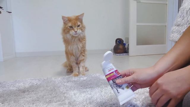 Кот Томас боится зайти на новый ковер смотреть онлайн