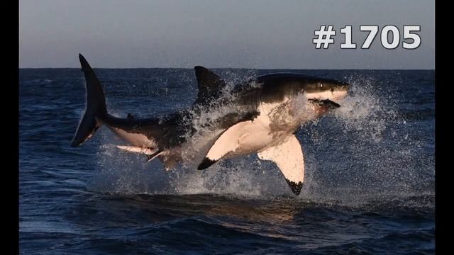 #1705. Акулы (В мире животных) смотреть онлайн
