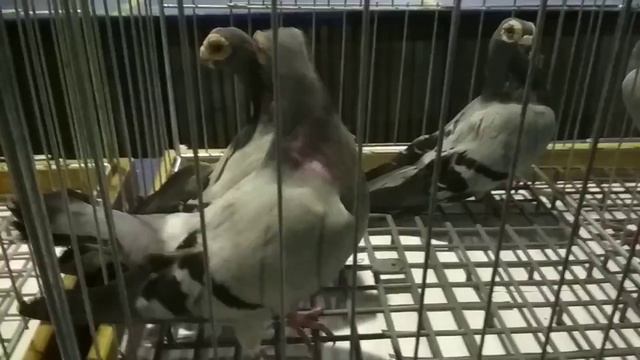 Венские голуби. | Декоративные породы голубей смотреть онлайн