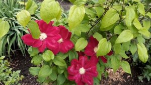 КЛЕМАТИС ХОШІ-НО ФЛАМЕНКО Clematis Hoshi-No-Flamenco 2023 рік