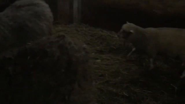 Ягнята 2 месяца смотреть онлайн