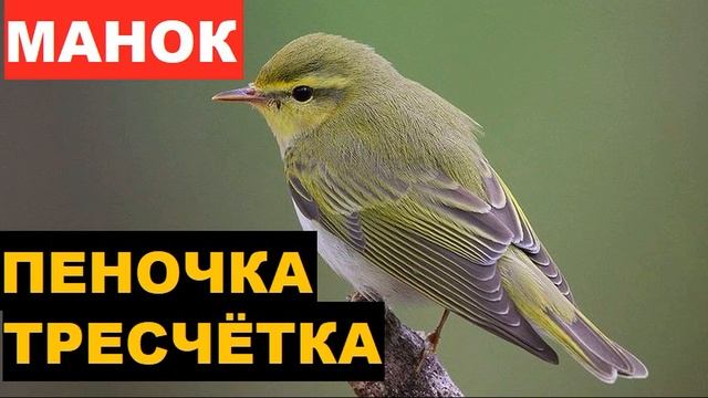 ?ГОЛОС (МАНОК) ПЕНОЧКА ТРЕСЧЕТКА - КАК РАЗОЗЛИТЬ ПТИЧКУ? смотреть онлайн