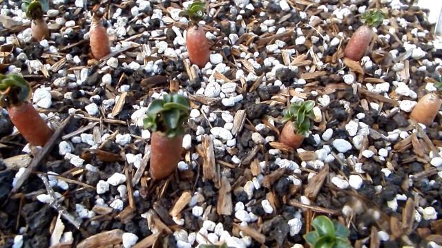 Adenium Dorset Horn pollination Experiments смотреть онлайн