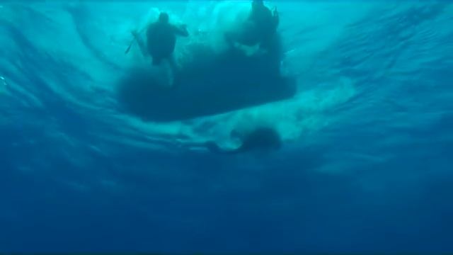 Дайвинг с Дюгонями Красного моря. смотреть онлайн