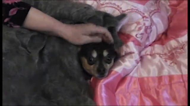 Мой пес Жирик смотреть онлайн
