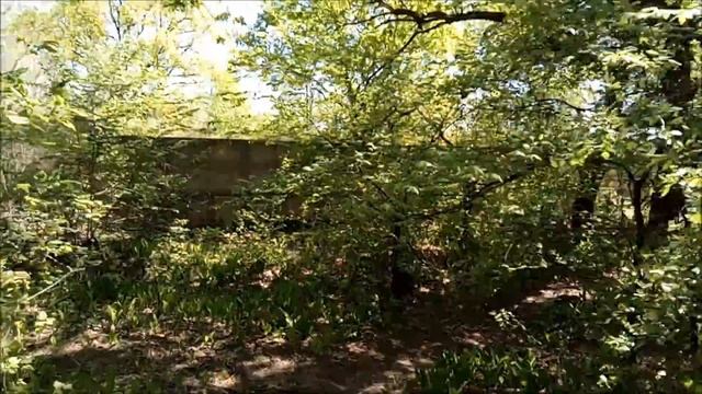 Прогулка за станцию обезжелезования на пляжик со сосной