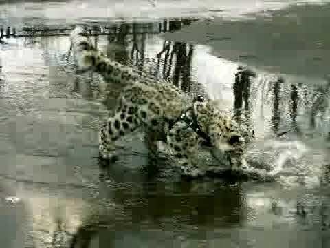 Снежный барс и лужа