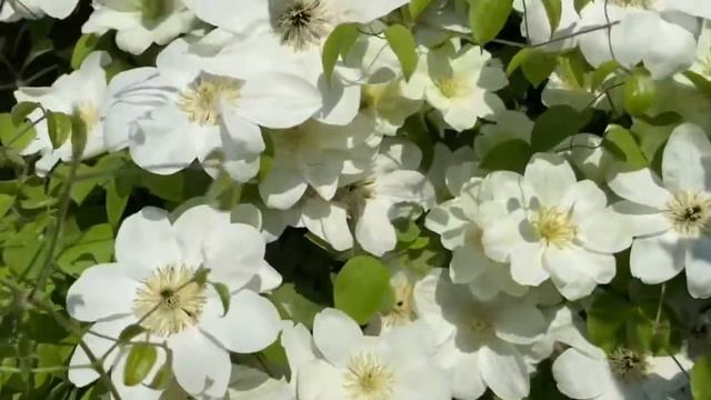 铁线莲格恩西岛Clematis Guernsey Cream смотреть онлайн