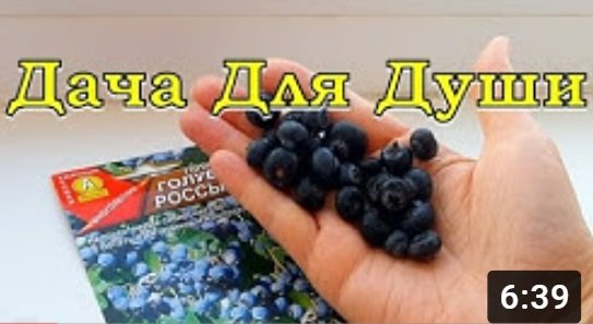 Вырастить ГОЛУБИКУ из ЯГОДЫ... возможно ли это? смотреть онлайн
