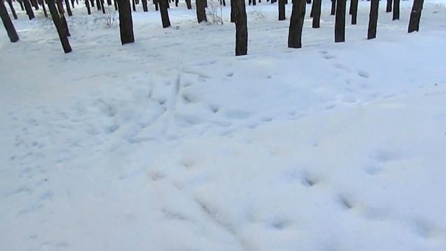 Как создавалось зелёное кольцо, вокруг Костаная. смотреть онлайн