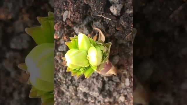 Ягодная ферма дома Казань смотреть онлайн