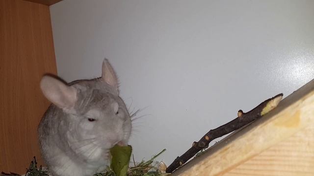 Окрас Шиншиллы Бежевый Фиолет! Мама и дочка! В чем разница!) смотреть онлайн