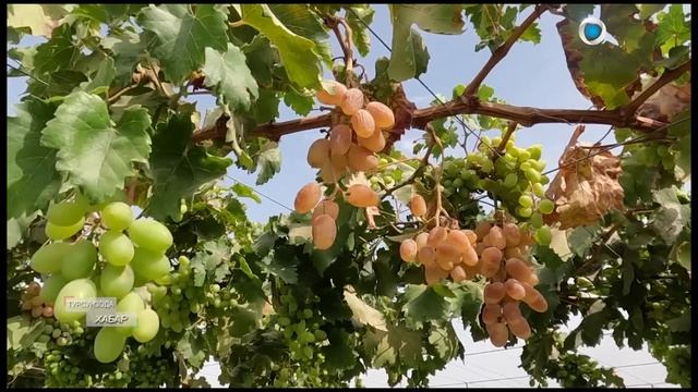 Эмомали Рахмон в городе Турсунзаде посетил дехканское хозяйство «Ватан» смотреть онлайн