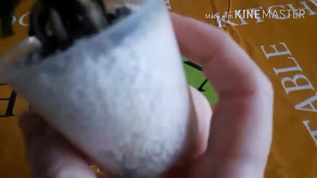Что делать? Как растить? Sedirea japonica MINMARU в перлите смотреть онлайн