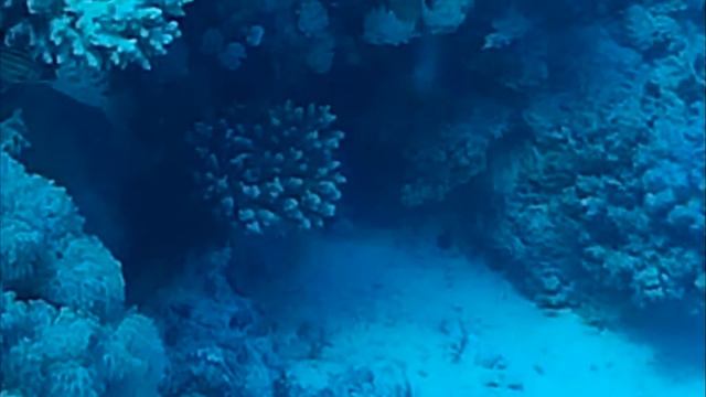 риф АбуРамада видео2 хургада 2017 смотреть онлайн
