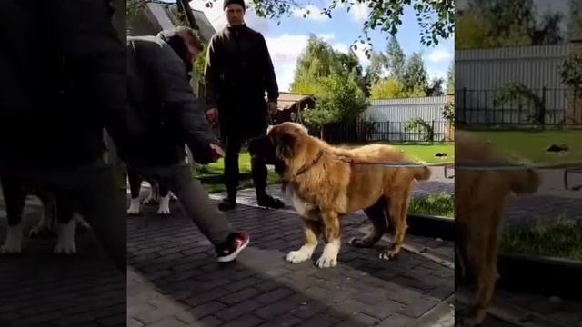 Мишка ЗКС смотреть онлайн