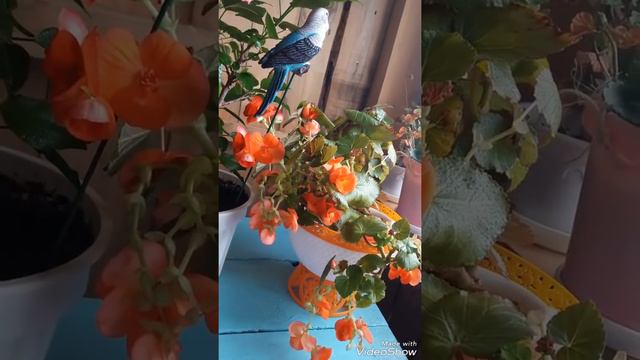 мои азалии и др цветы смотреть онлайн