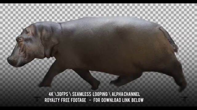 Hippo (hippopotamus) Running. Isolated And Cyclic Animation. Alpha Channel.
