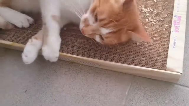 Котовник кошачий