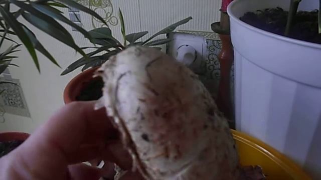 Грибы Крыма 2013 смотреть онлайн