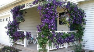 Цветок утренней зари - ипомея пурпурная. или фарбитис...