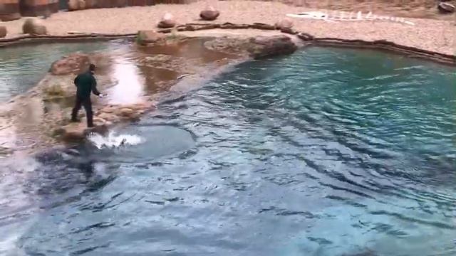 Тренировка, кормление и осмотр морских котиков. Океанариум . Вроцлав.