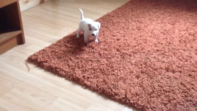 Gotta go fast смотреть онлайн