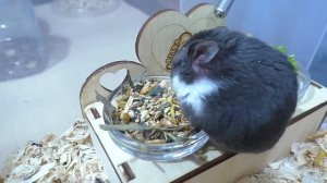 ХОМЯЧОК ХОЧЕТ ЕСТЬ ВСЕГДА /  САМЫЙ РУЧНОЙ ХОМКИ / Alisa Easy Pets