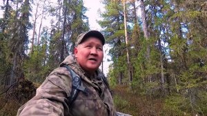 Ходовая Охота с Западно - Сибирскими Лайками.