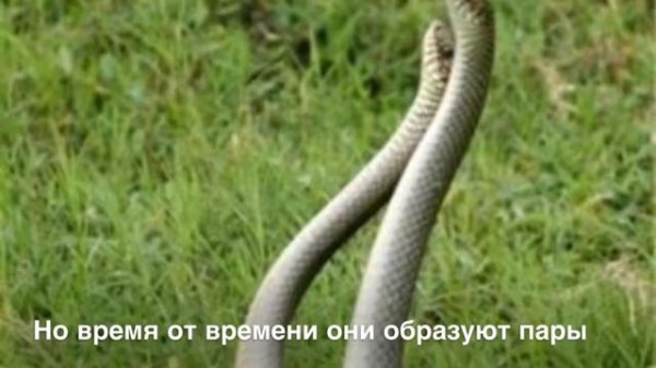 Змеи.Их разновидности и факты.