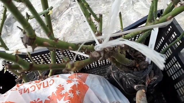 Достаю розы из подвала после зимы. 03. 04. 2020 г. смотреть онлайн