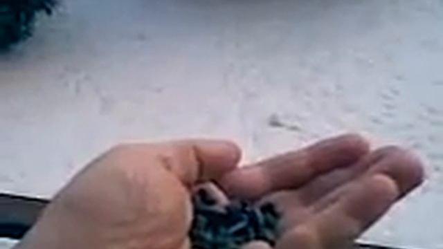 Синички смотреть онлайн