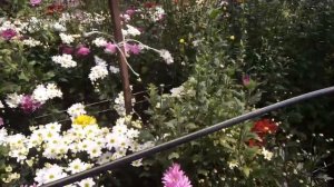 Уникальные сорта хризантем