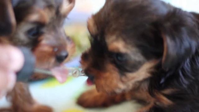 Yorkie Puppies Enjoying Their Moringa Multi-vitamin Drops. смотреть онлайн
