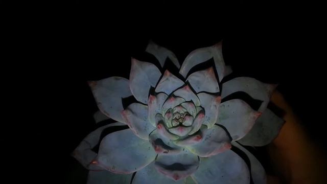 What's the name of my succulent? Week 48 смотреть онлайн