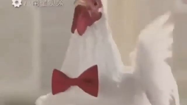 Курицы роют смотреть онлайн