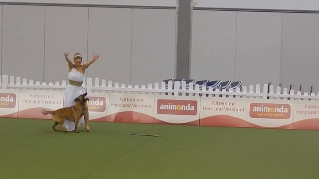Saša Vavrová and Yasi - Heelwork, 5. place Dog Dance World Championship смотреть онлайн