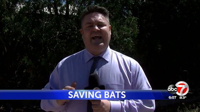 El Paso Zoo teams adopts out agave plants to save endangered bats смотреть онлайн