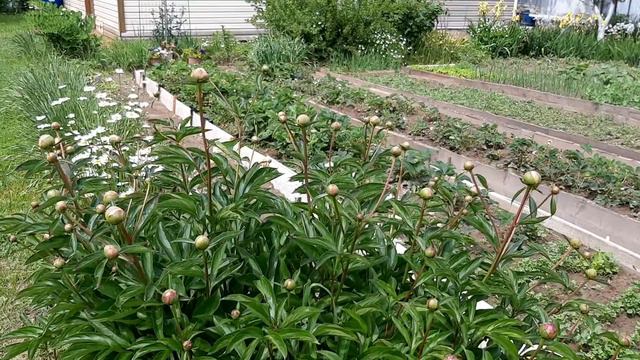 Как формировать куст огурца ,первые огурчики! смотреть онлайн