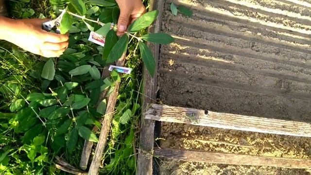 Череночник смотреть онлайн