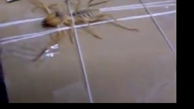 Camel Spider LIVE смотреть онлайн